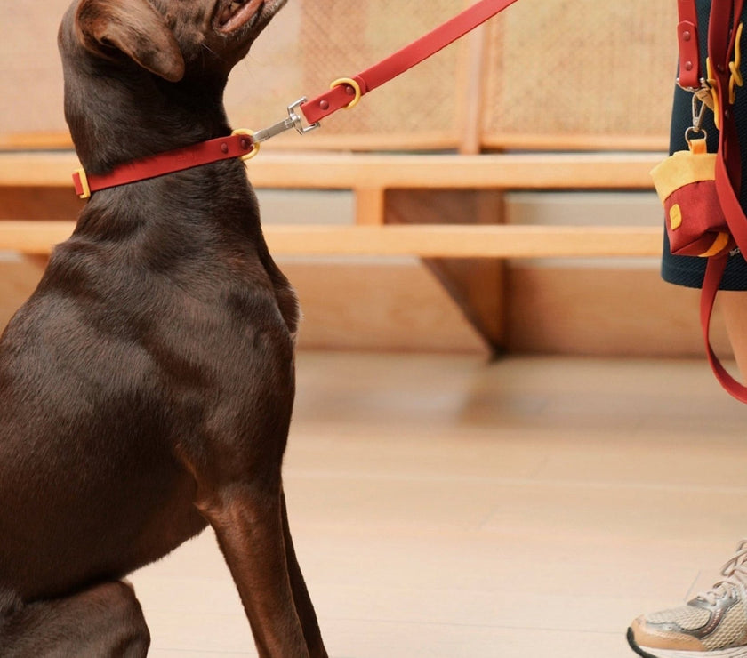 The Fritz Collar - Laeta Kids