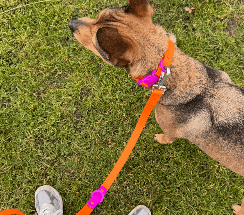 The Fritz Collar - Laeta Kids