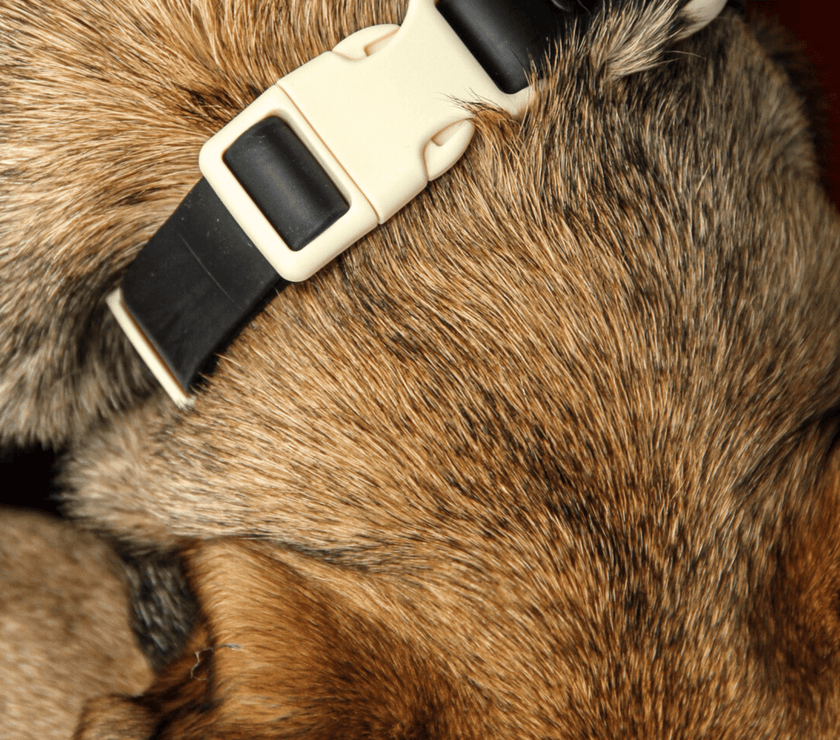 The Fritz Collar - Laeta Kids