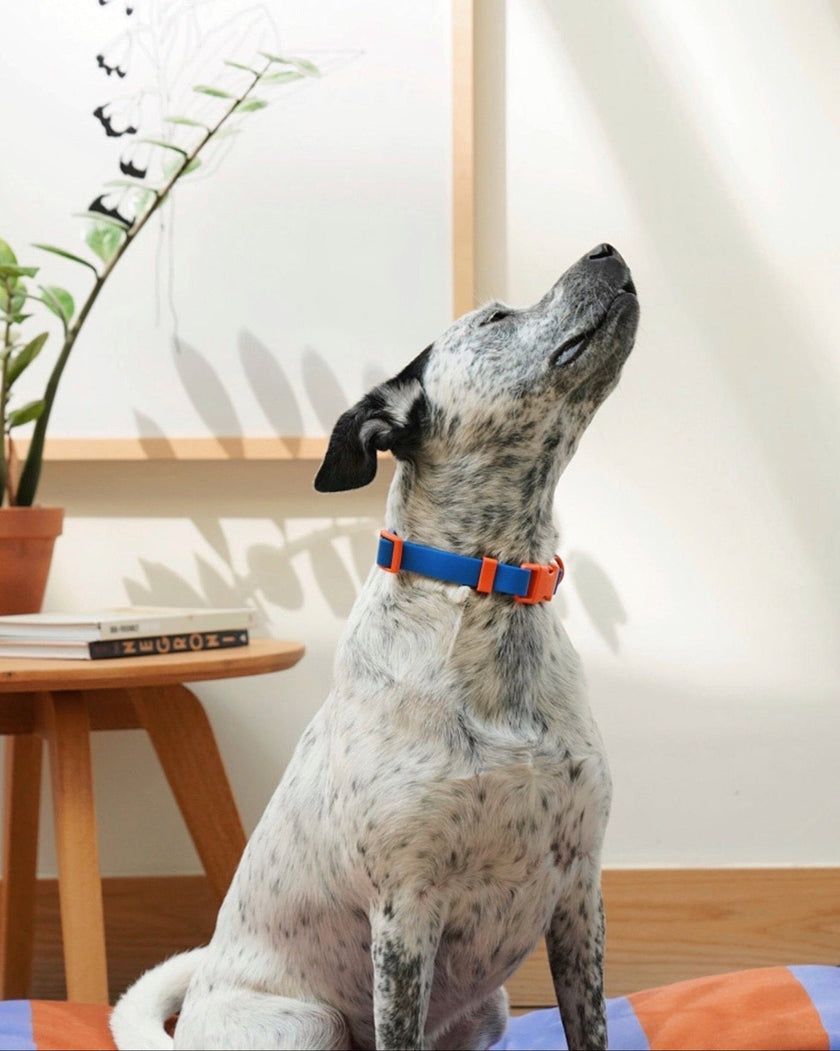 The Fritz Collar - Laeta Kids