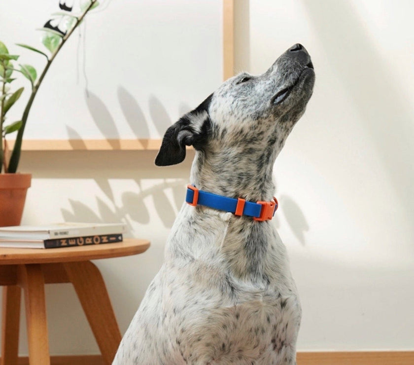 The Fritz Collar - Laeta Kids