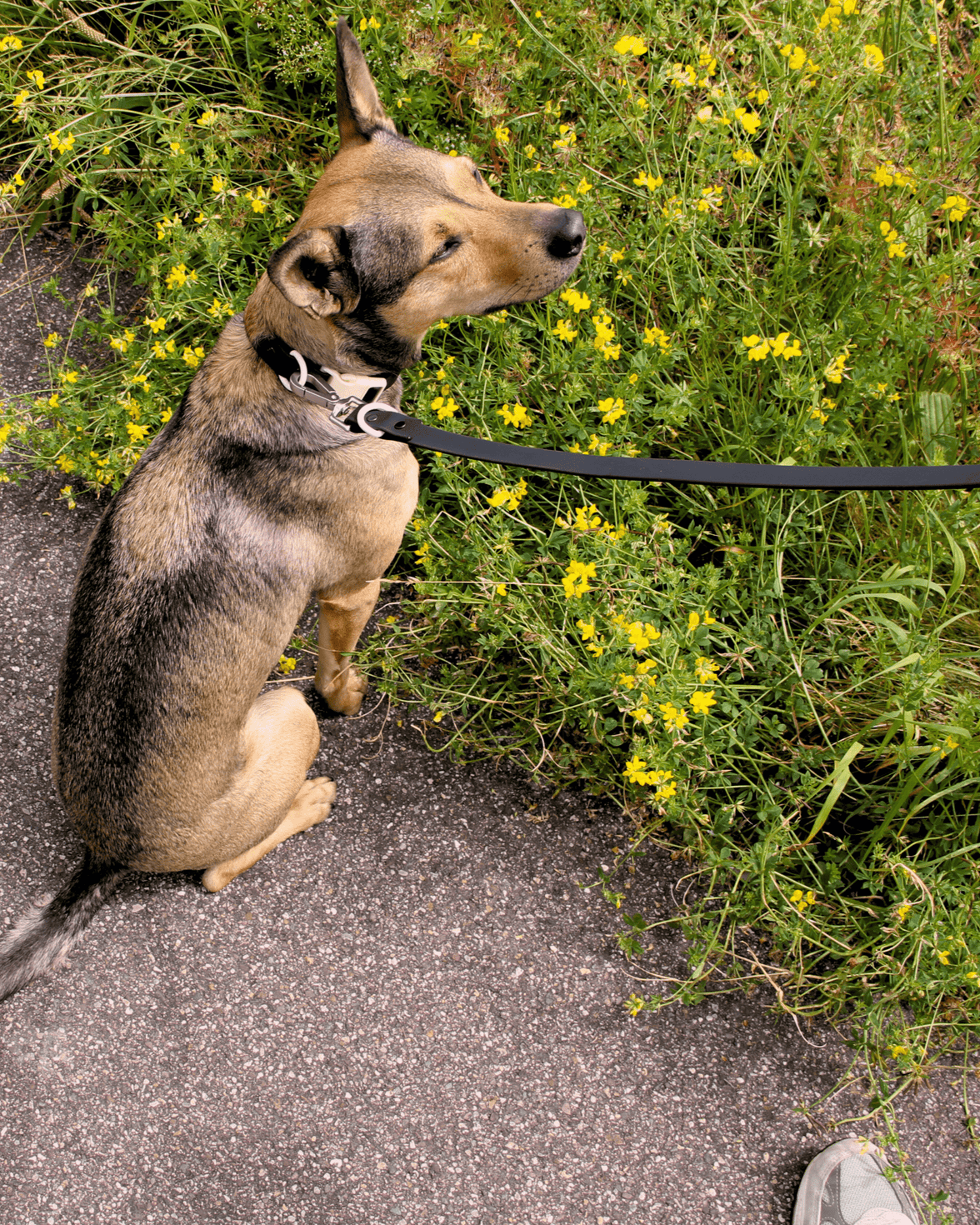 The Fritz Collar - Laeta Kids