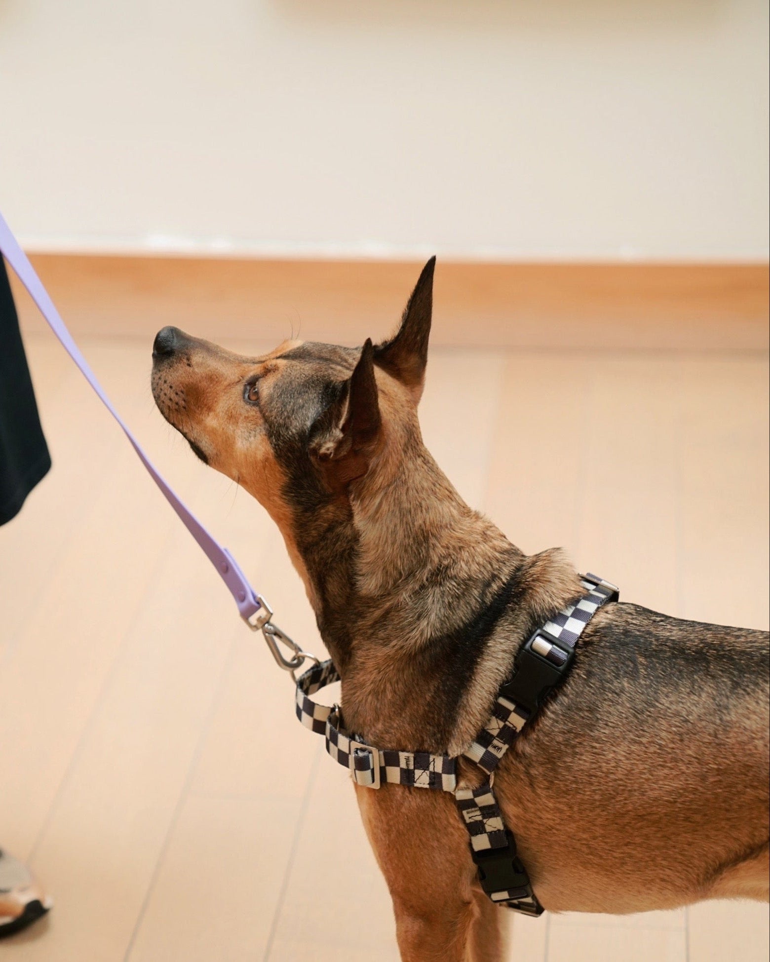 The Fritz Harness - Laeta Kids