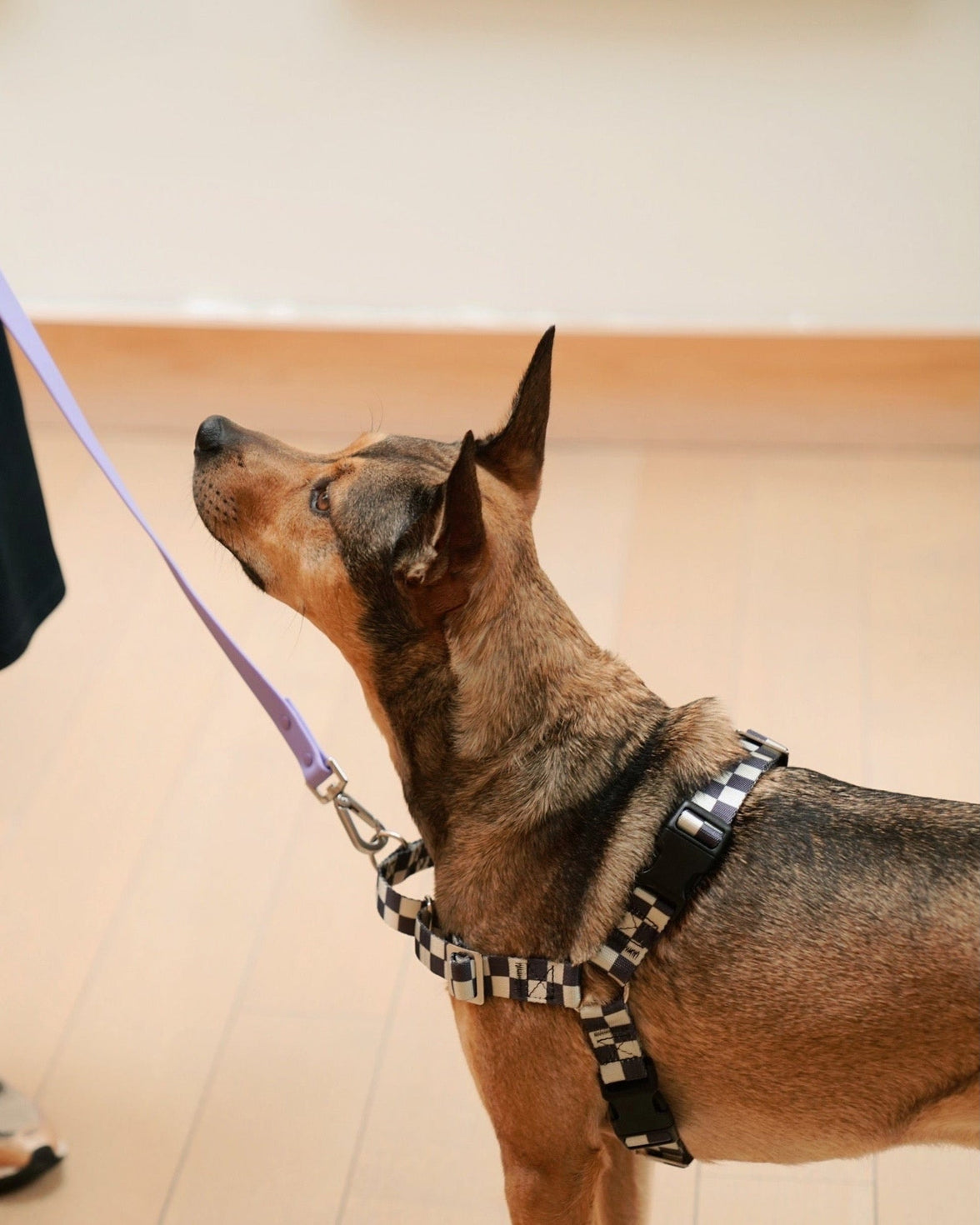 The Fritz Harness - Laeta Kids