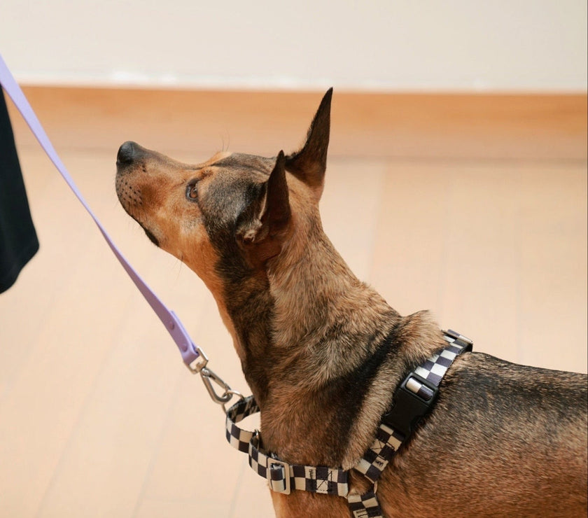 The Fritz Harness - Laeta Kids