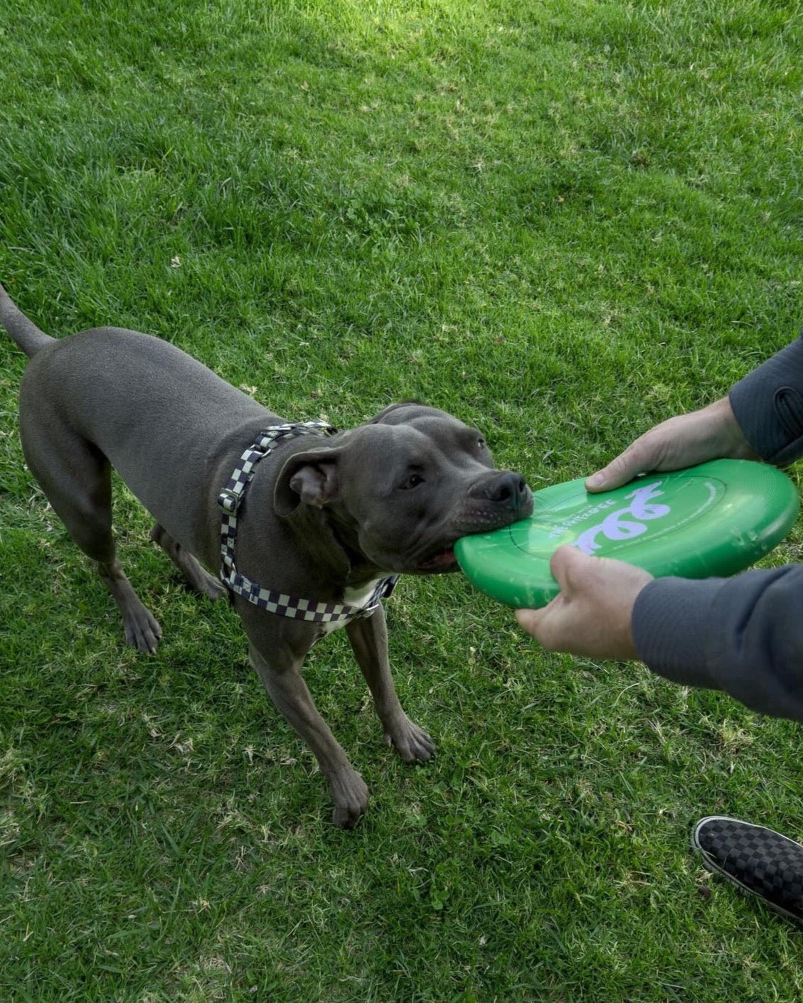 The Fritz Harness - Laeta Kids