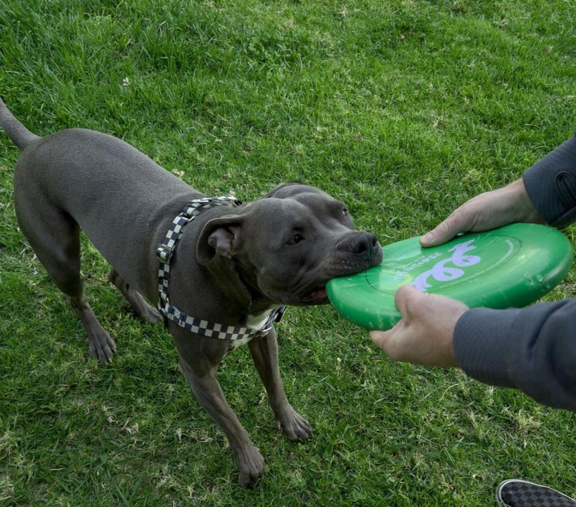 The Fritz Harness - Laeta Kids