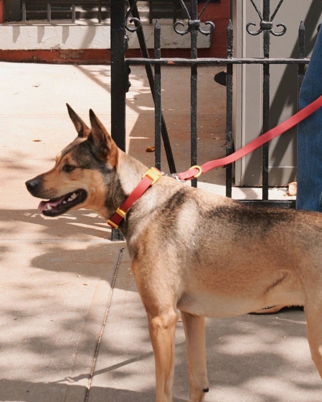 The Fritz Leash - Laeta Kids