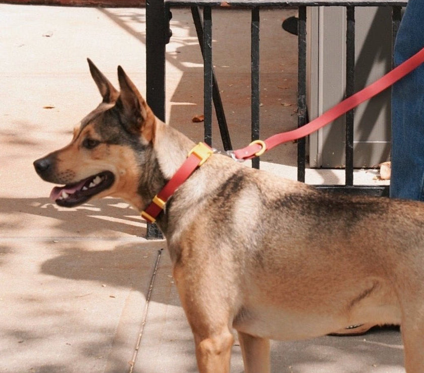 The Fritz Leash - Laeta Kids