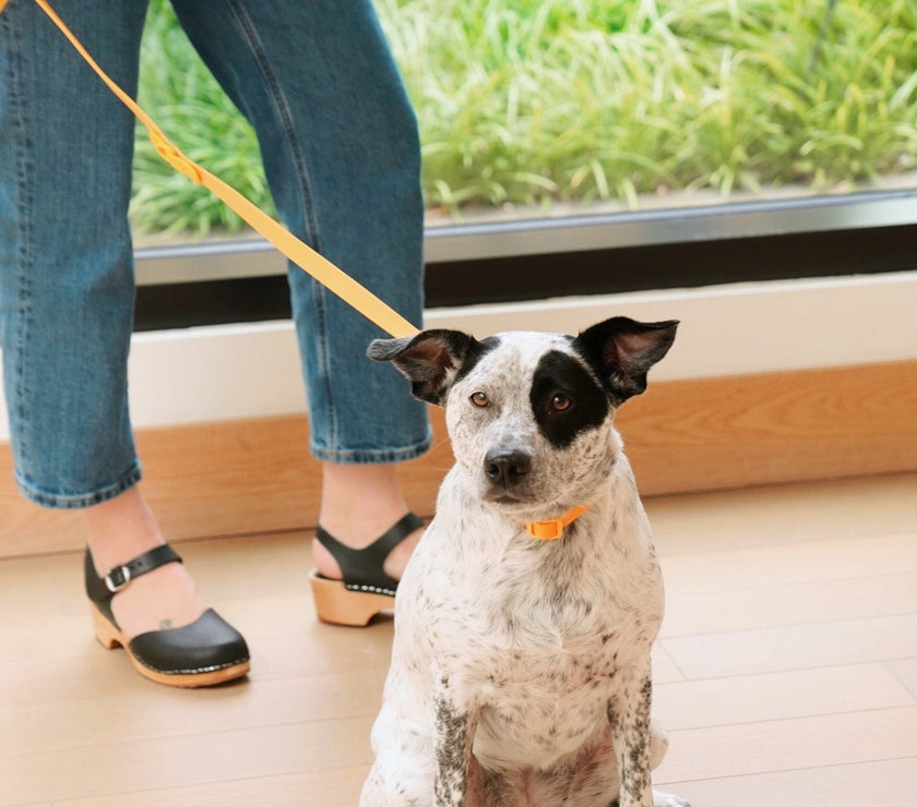 The Fritz Leash - Laeta Kids