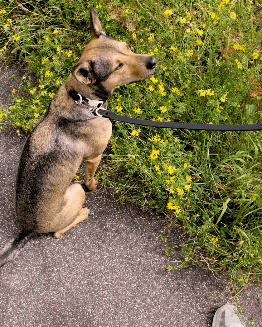 The Fritz Leash - Laeta Kids