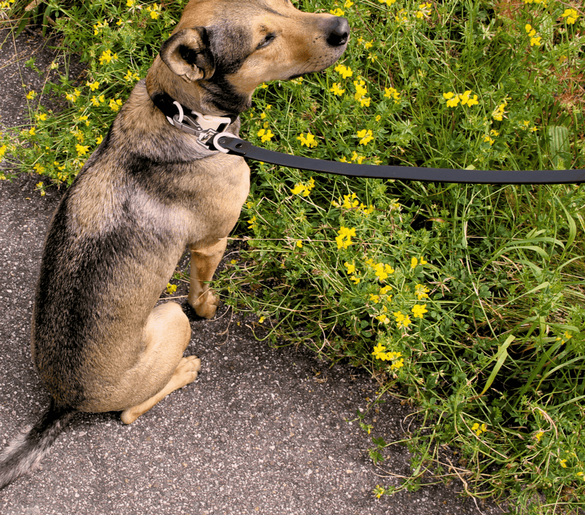 The Fritz Leash - Laeta Kids