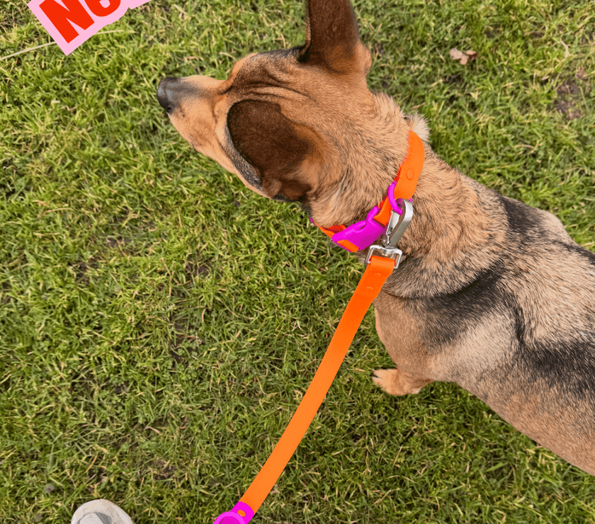 The Fritz Leash - Laeta Kids