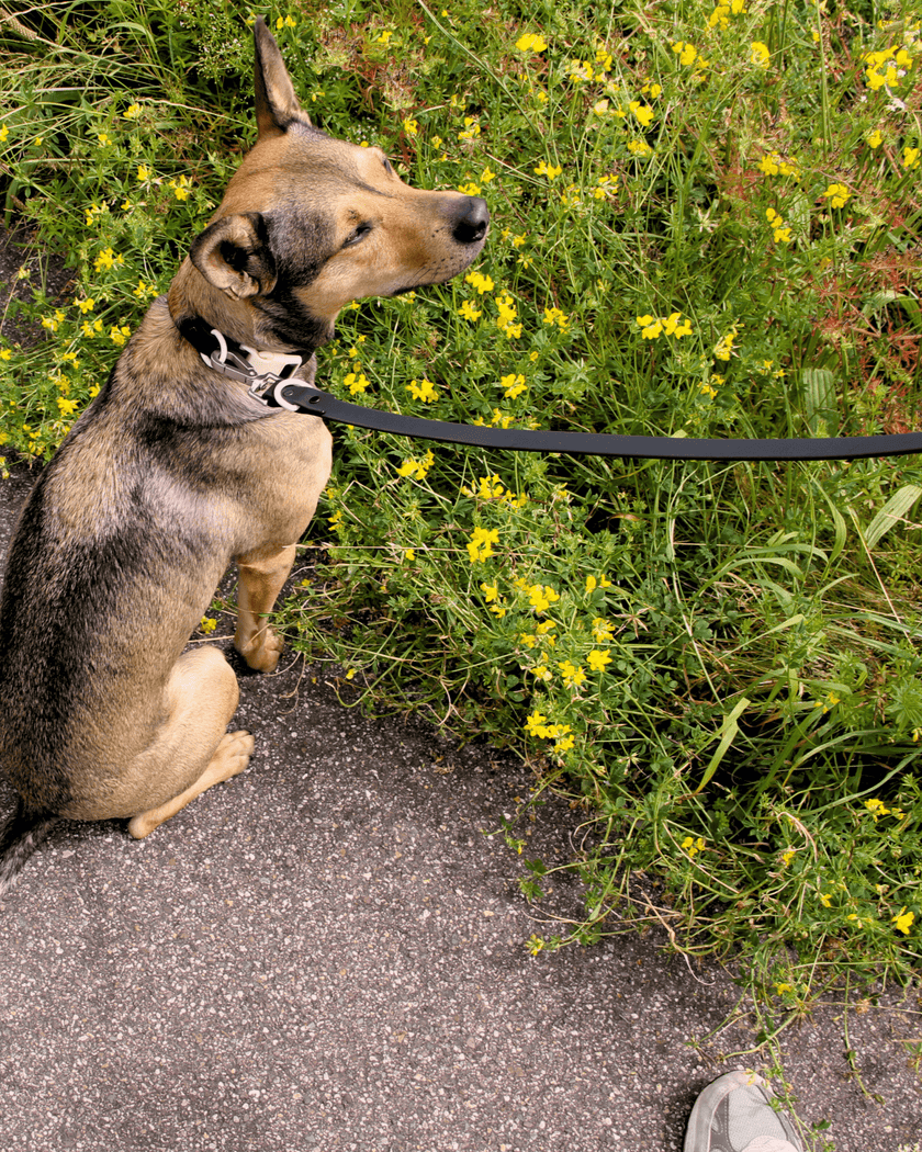 Walk Set - Laeta Kids