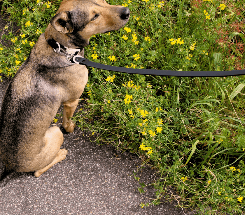 Walk Set - Laeta Kids